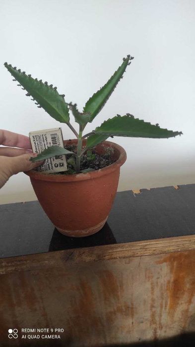 Каланхое лікарське, сорт Дегремона / каланхоэ лечебное, сорт Дегремона