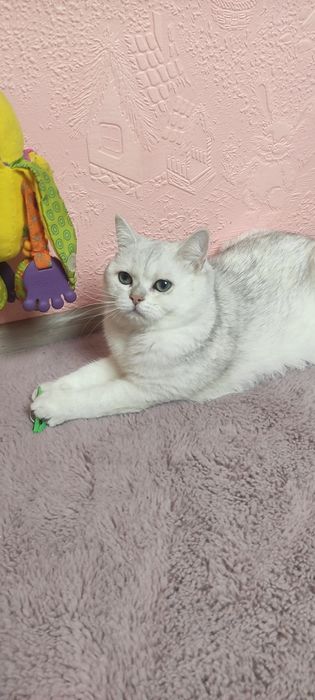 Суперская кошка Аляска