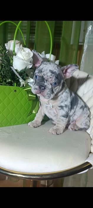 Дівчинка блакитне мерлє