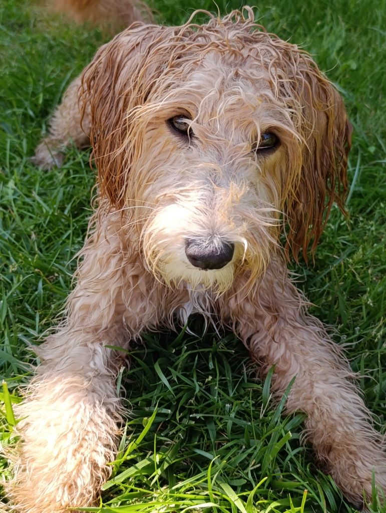 COOKIE maltipoo do adopcji