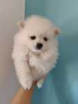 Spitz alemão menino