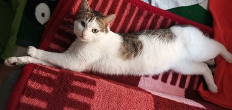 Znaleziono biało-szarego kota z pręgowanym ogonem