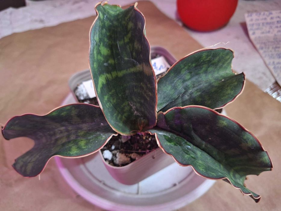 Продам сансевієрії