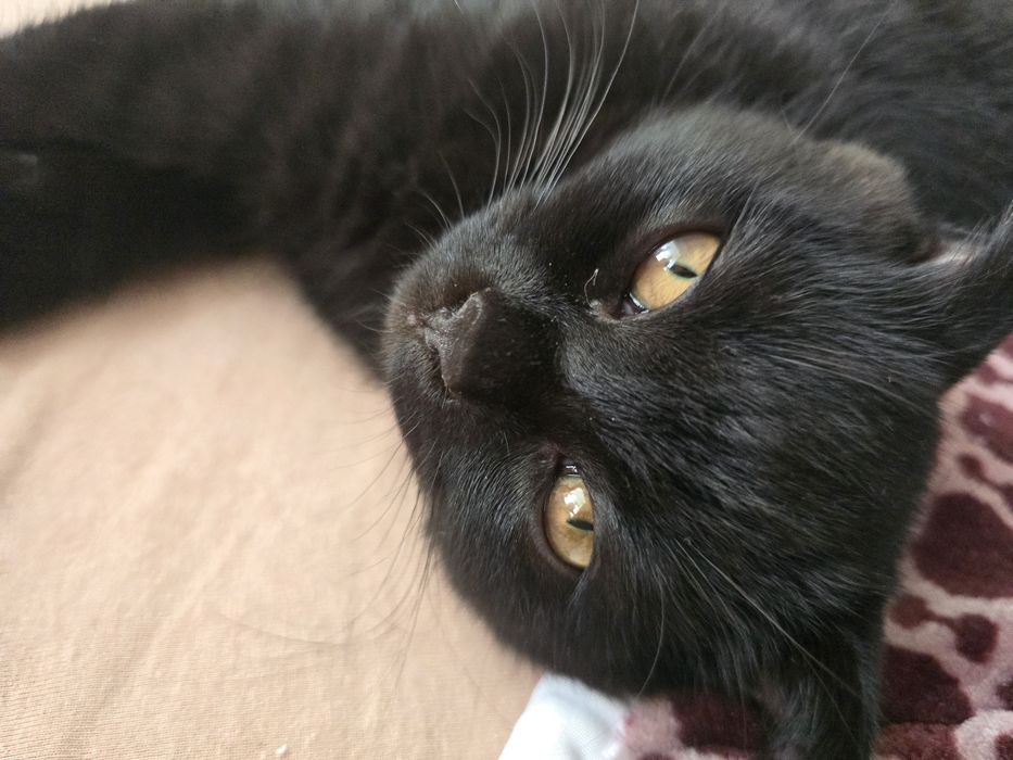 Кошеня шотландський короткошерстий скотіш фолд темний шоколад