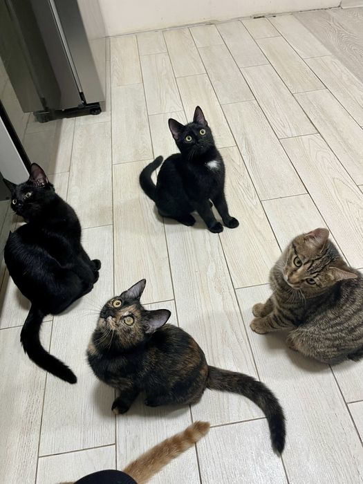 Котенок Эмбер стерилизована 5 мес