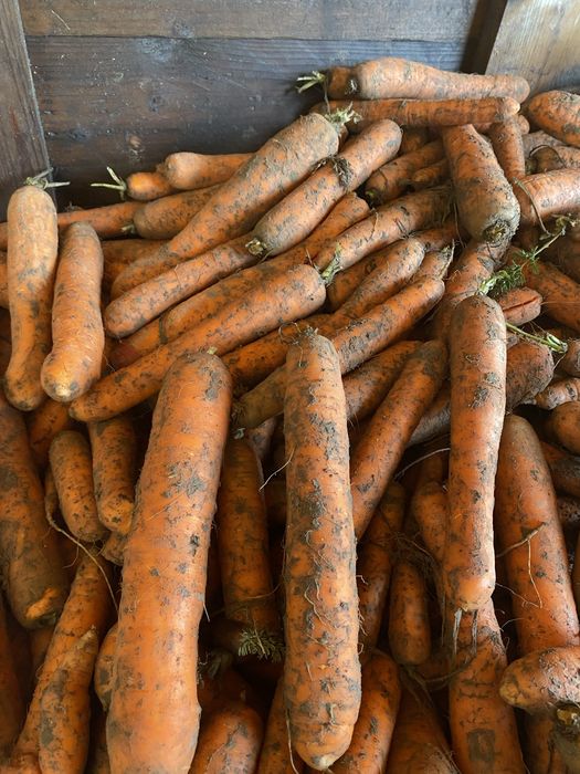 Marchew pietruszka czosnek buraki cukrowe owies