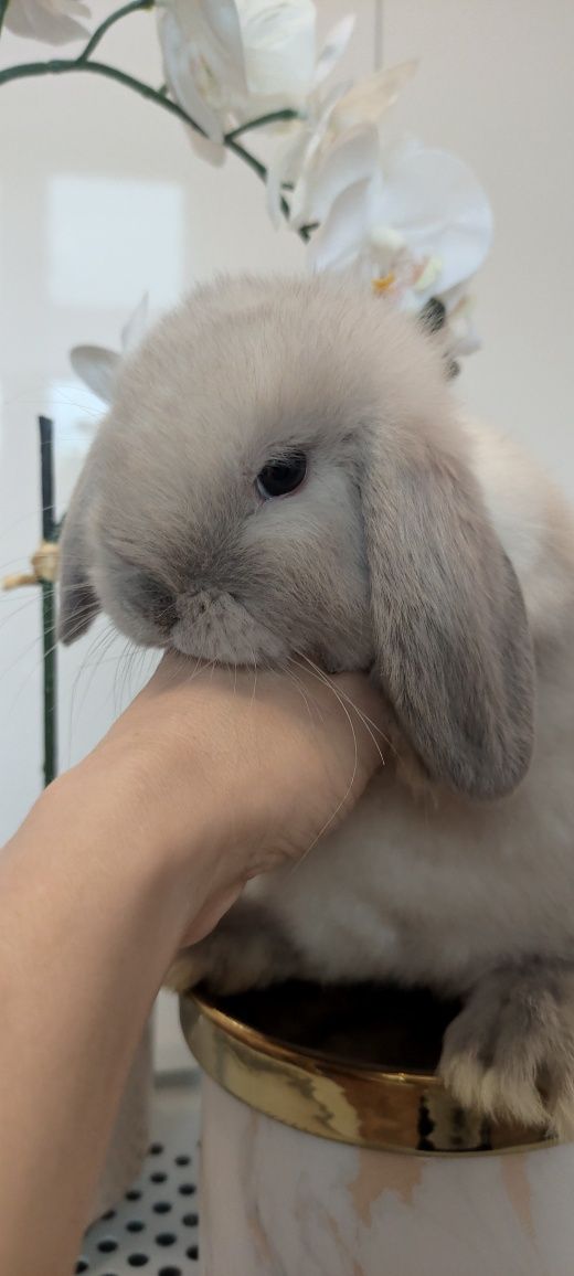 Mini Lop królik gotowe do odbioru