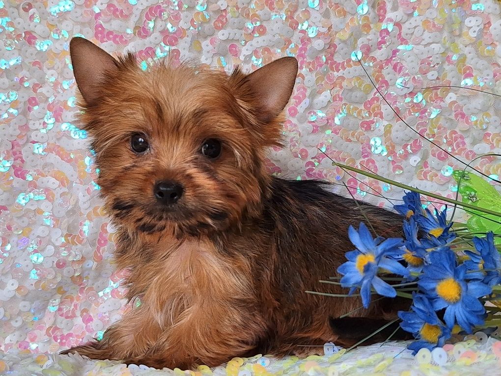 Yorkshire terrier golddust z rodowodem