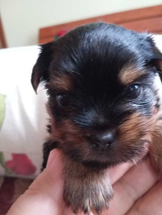 Чистокровні малюки йорчики