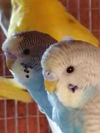Птенцы из гнезда волнистые попугаи .  какарик