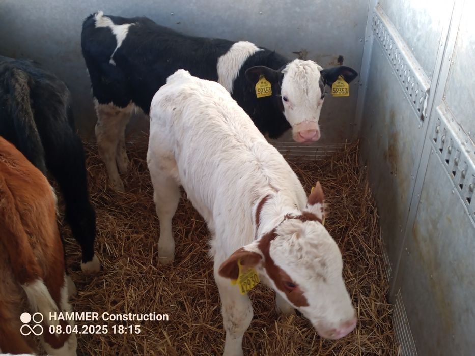 Sprzedam byczki mięsne