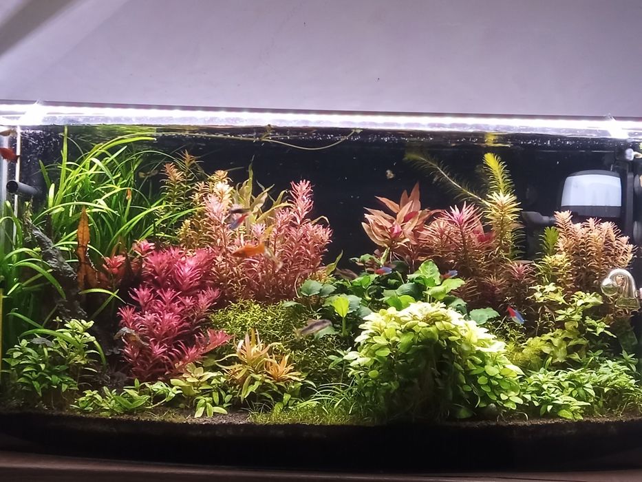 Rośliny do akwarium