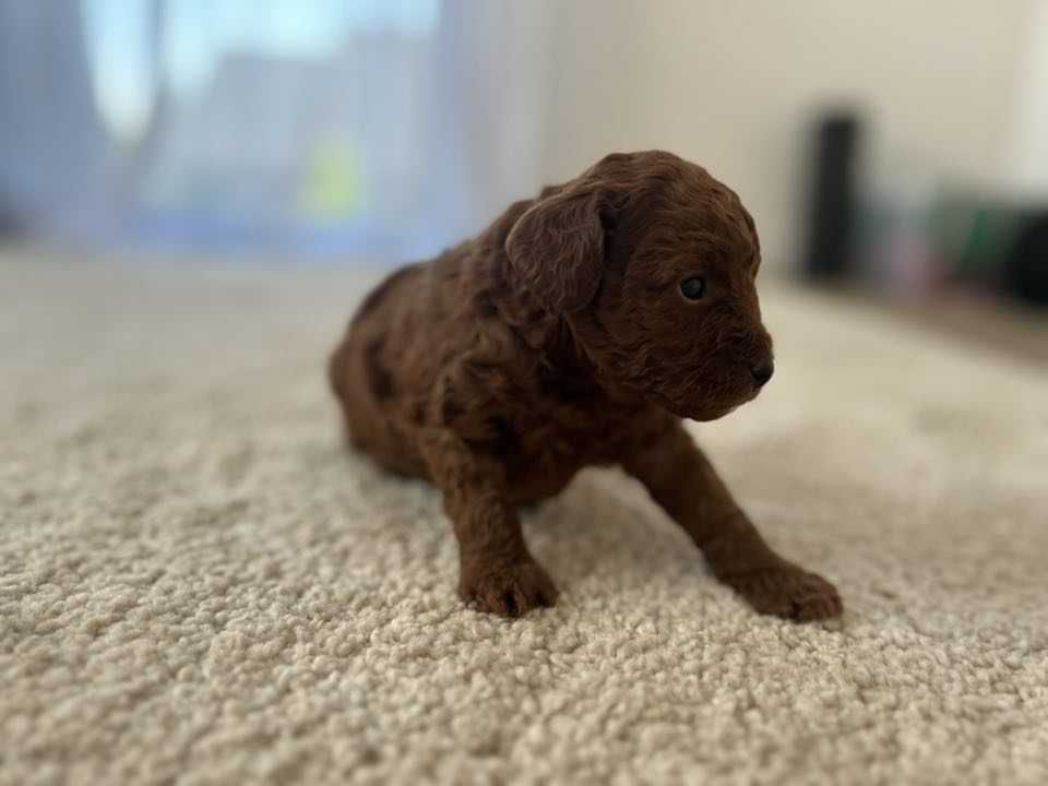 Pudel Toy Red brown - wyjątkowy chłopak