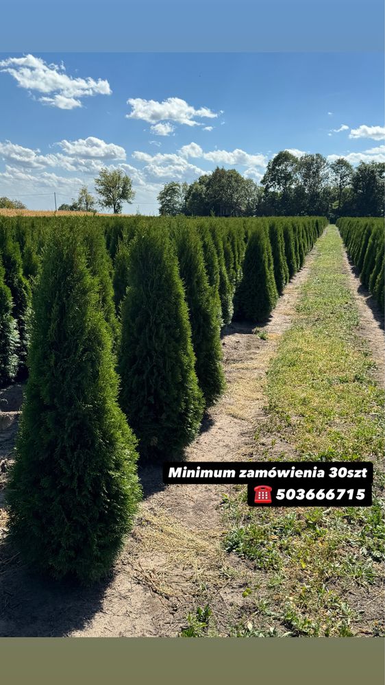 Gęsta Tuja Szmaragd 160-170cm Dostawa Sadzenie Producent Tuje