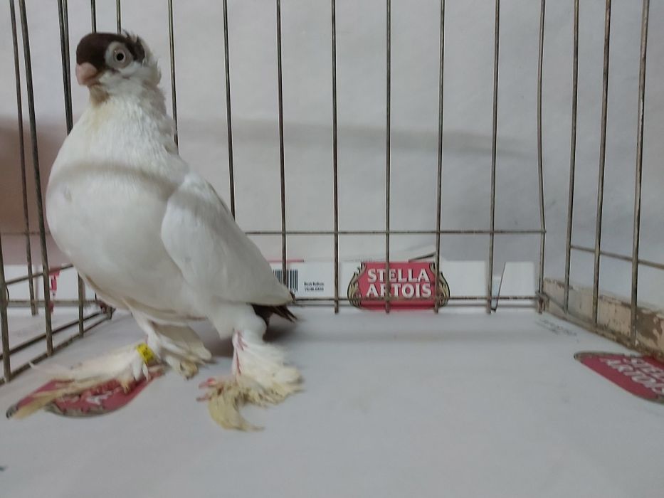 Gołębie Krymki Białostockie