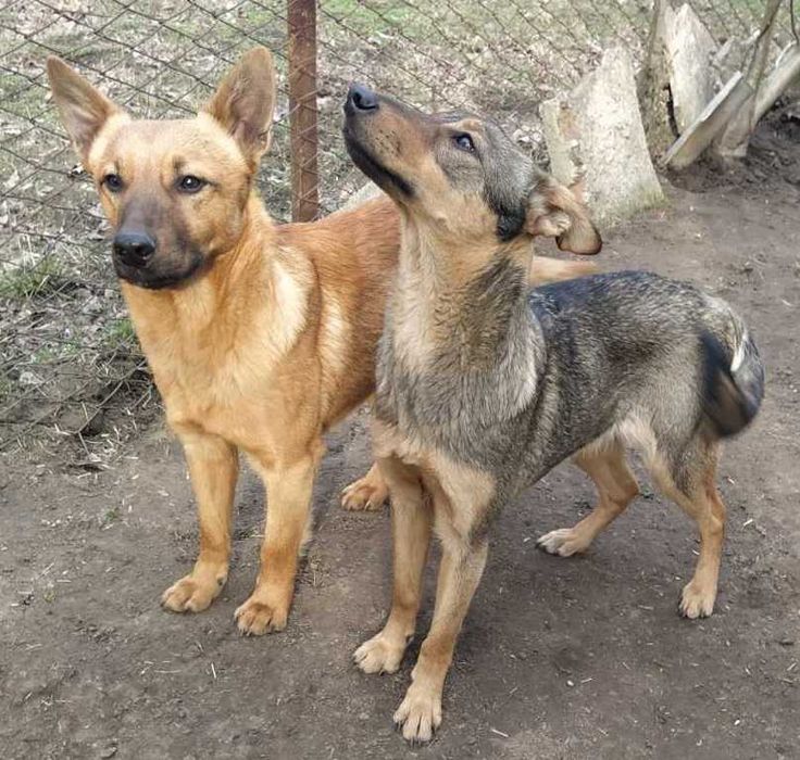 Боня в добрі руки