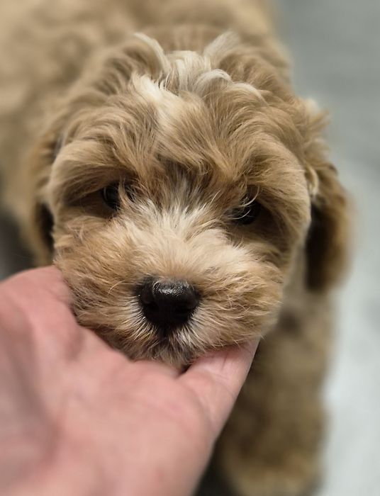 Maleńki chłopczy  maltipoo F1