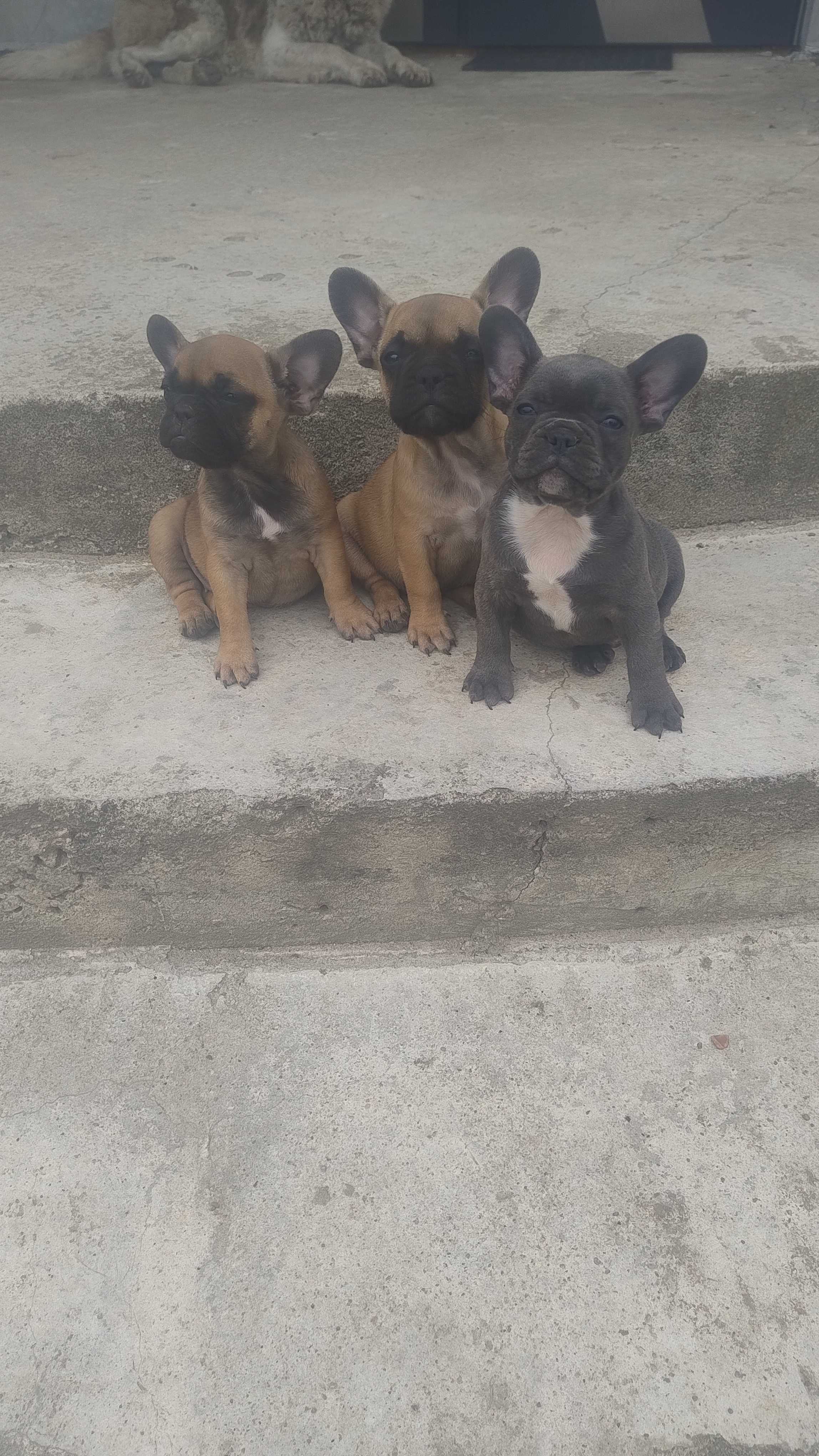 Buldog francuski