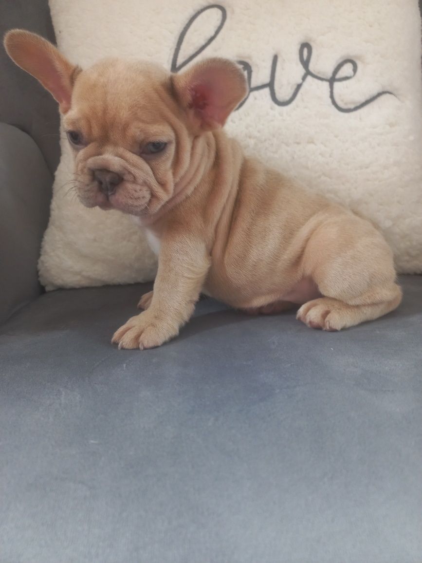 Bulldog francês Exelente exemplar