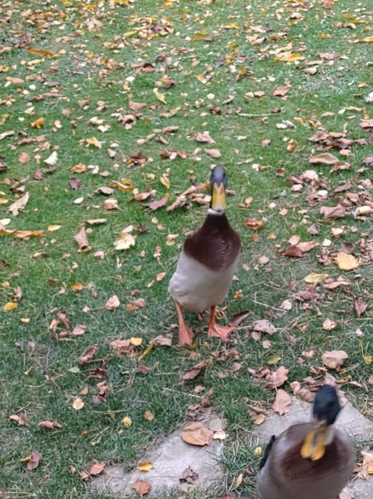 Kaczor biegus sprzedam