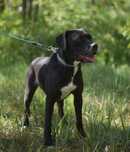 Ryjek pies w typie cane corso