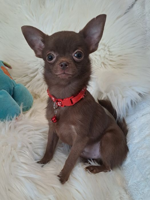 **X-MAN**chihuahua piesek xxs-1.40 choco gotowy do zmiany opiekuna