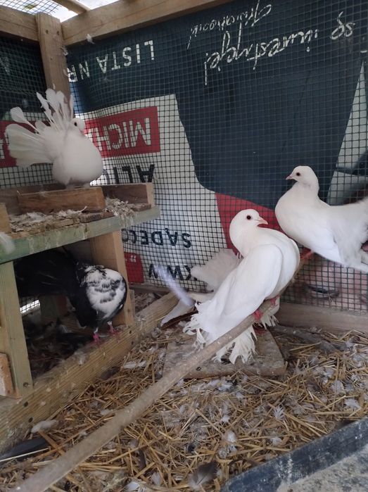 Gołębie pawiki dorosłe