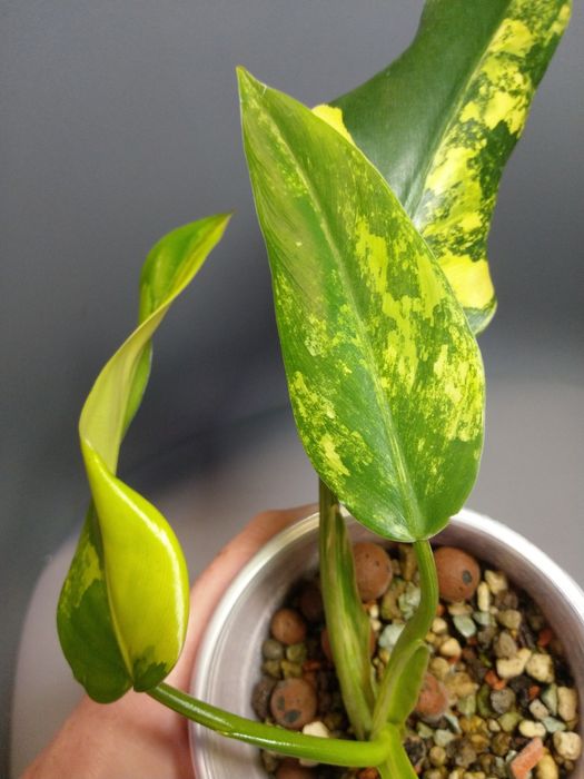 Philodendron Domesticum Variegata