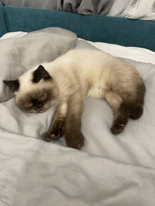 Британське кошеня