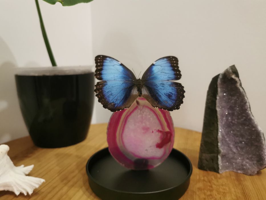 Morpho Helenor Carillensis
