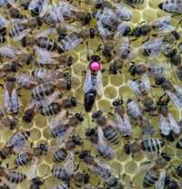 Odkłady pszczoły rodziny pszczele
