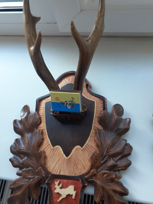 Продам роги косулі на підставці