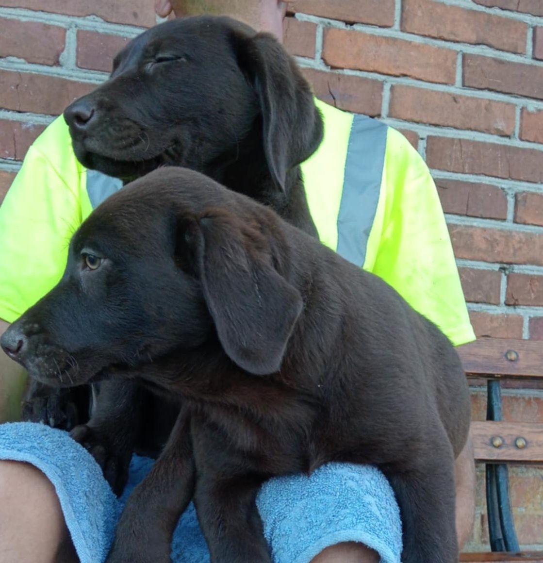 Szczeniak Labrador Retriever
