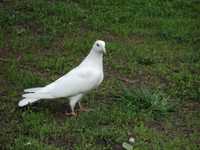 Стандартная бакинские белые голуби.