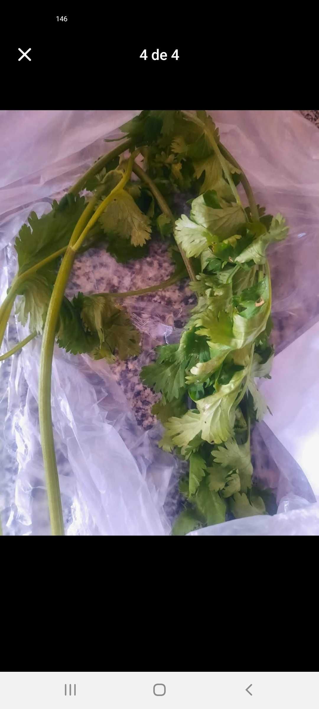 Espinafres biológicos e coentros