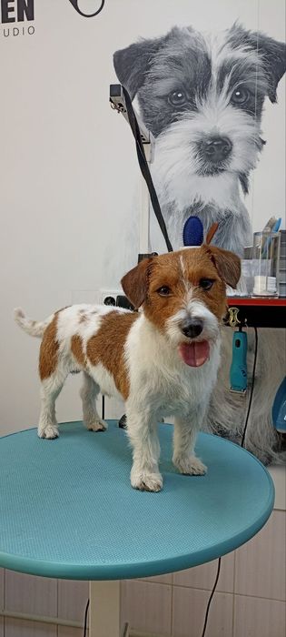 Стрижка собак и кошек