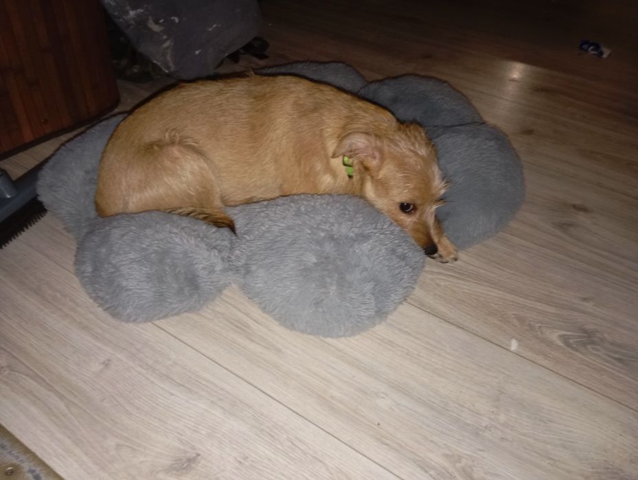 Oddam szczeniaka w dobre ręce.