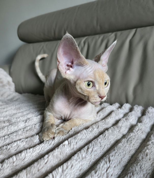 Devon Rex - Płowa szylkretka - dziewczynka - Gotowa do odbioru - Trójm