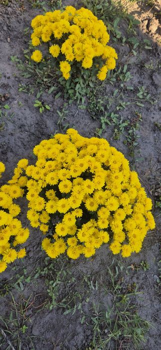 Хризантеми мультифлора