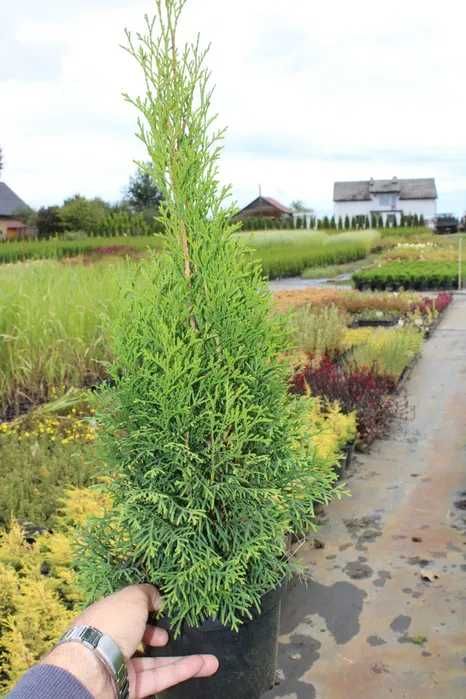 Tuja Szmaragd 80cm-120 cm doniczka 1,5-2 l