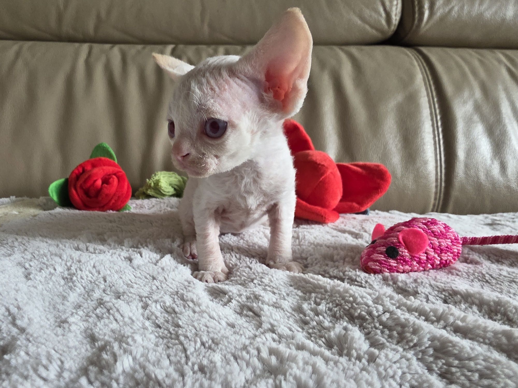 Devon Rex - Kasper - Dostępny Kocurek Point z Niebieskimi Oczkami
