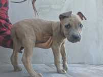 American Staffordshire Terrier