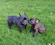 Buldog francuski