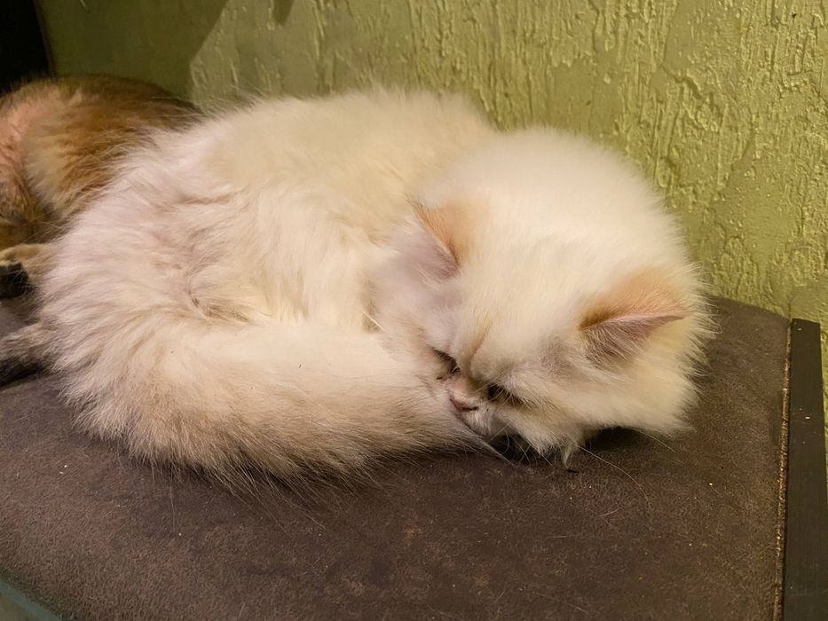 В люблючу сім'ю хлопчика