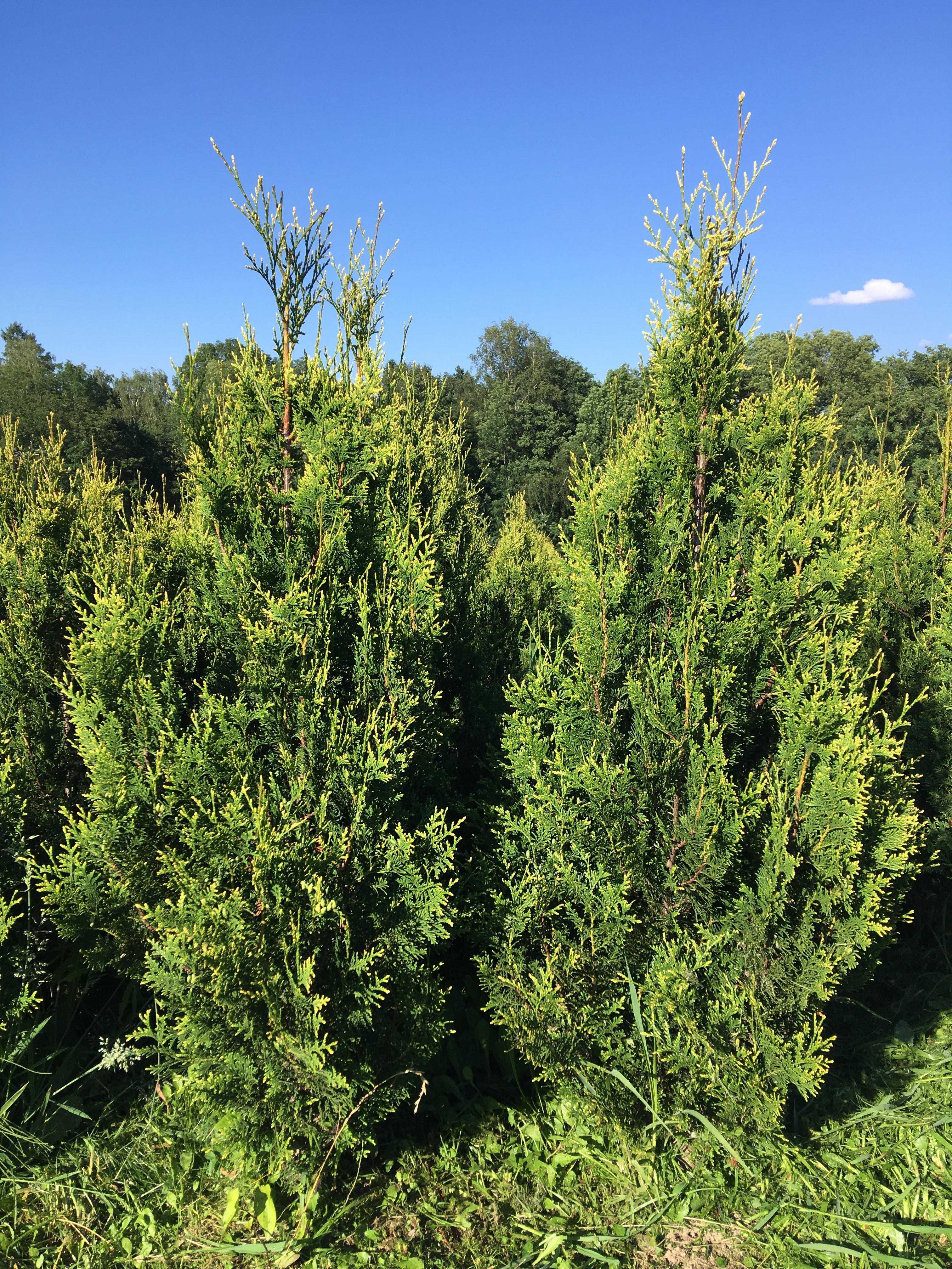 Tuja thuja złotokończasta aureospicata 150- 170cm MEGAOKAZJA!!