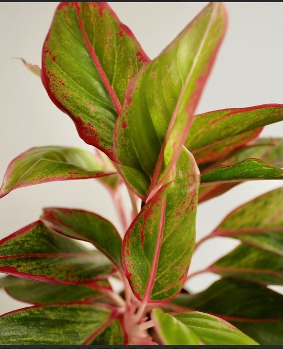 Аглаонема Кріт дітки