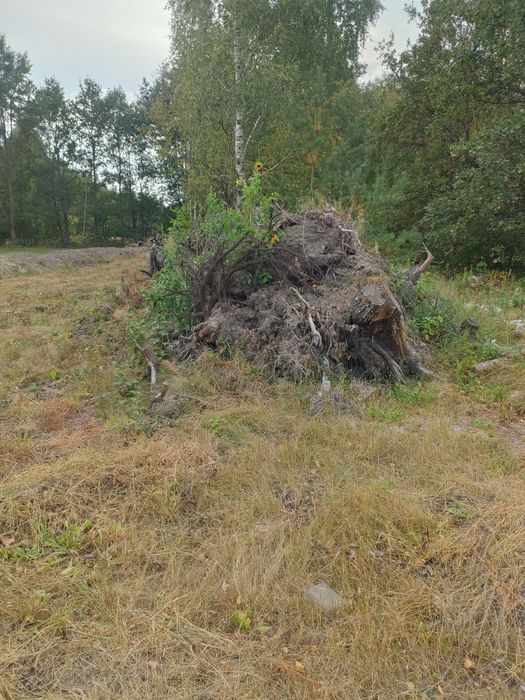 Oddam za darmo korzenie