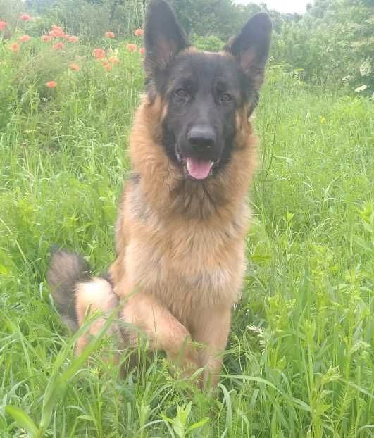 Вязка німецька вівчарка д/ш (кобель)