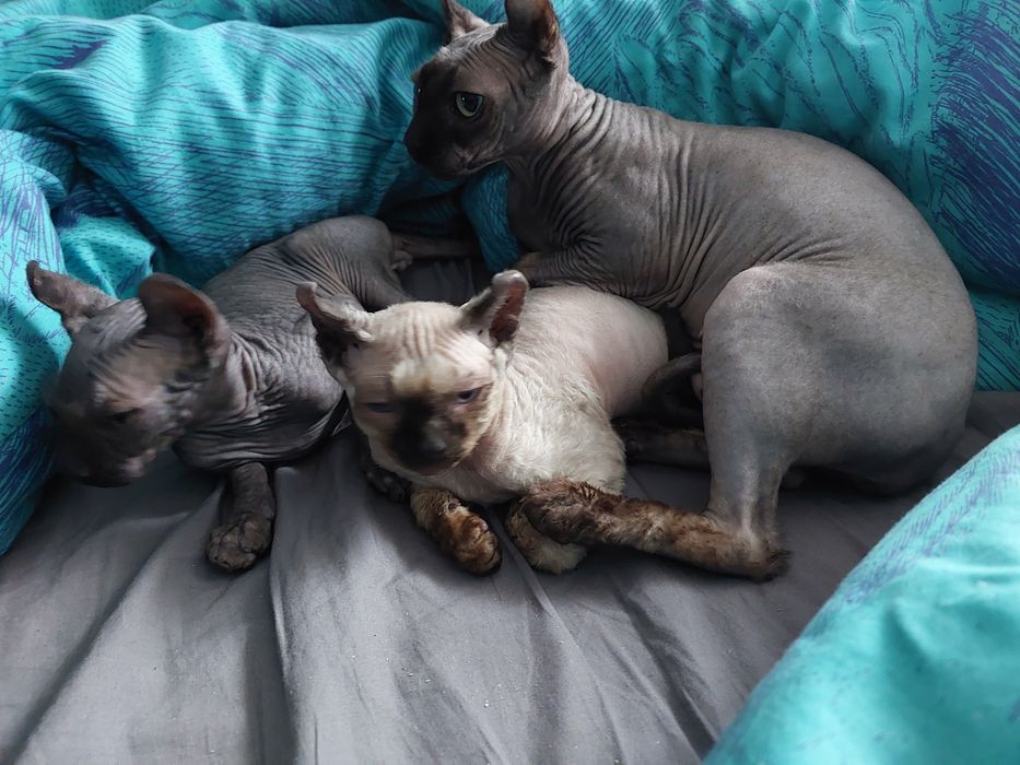 Эльфы мальчик и девочка.