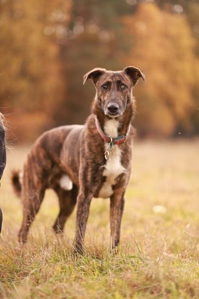 Może i nie widzi, ale kocha mocno, daj mu szansę na dom